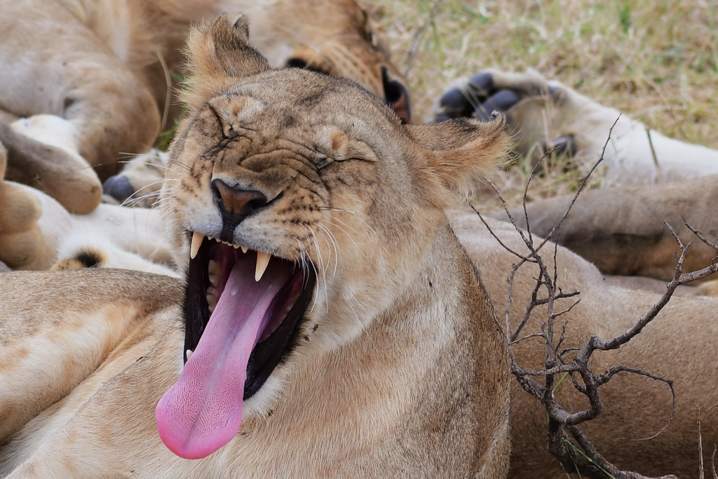 Drive to Central Serengeti